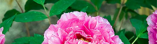 濃いピンク色が鮮やかな冬牡丹の写真-1