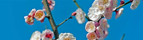 晴天に輝く白いにピンクが混じる梅の花写真-1