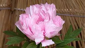 淡いピンク色の冬墓他案の縮小写真