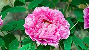 白とピンク色の冬ボタンの縮小写真