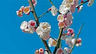 青空に映える梅の花縮小写真