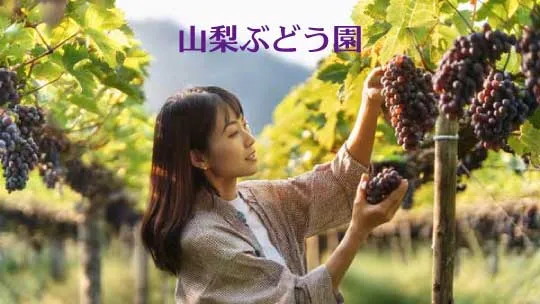 ぶどう園でぶどう狩りをする女性